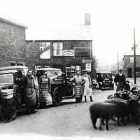 Sheep in the street